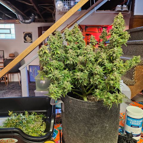 Super Silver Haze pot #2 growlog photo: Harvest