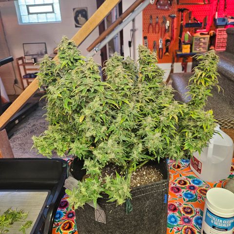 Super Silver Haze pot #2 growlog photo: Harvest