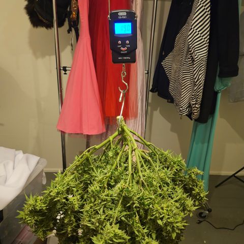 Super Silver Haze pot #2 growlog photo: Harvest
