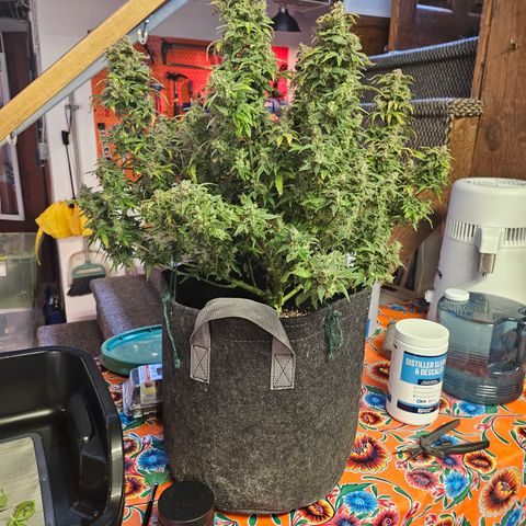 Super Silver Haze pot #2 growlog photo: Harvest