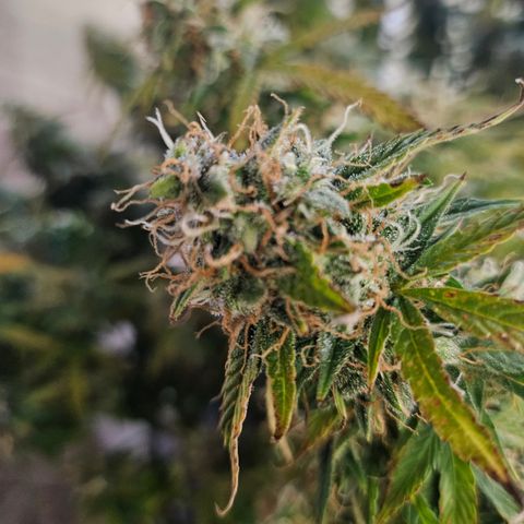 Super Silver Haze pot #1 growlog timeline photo