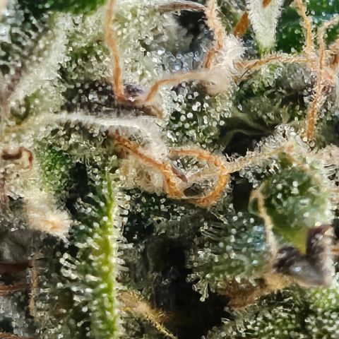 Super Silver Haze pot #1 growlog timeline photo