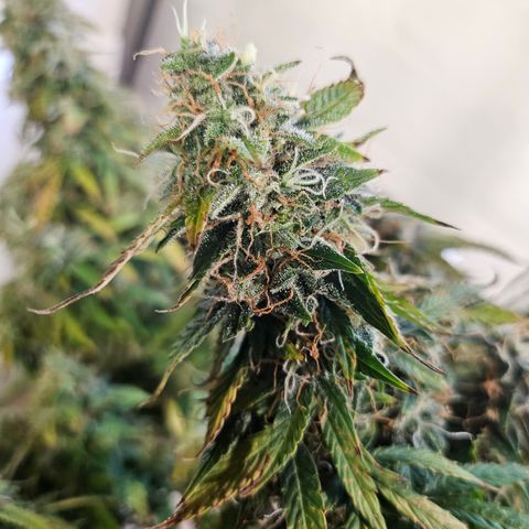 Super Silver Haze pot #1 growlog timeline photo