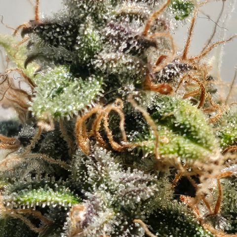 Super Silver Haze pot #1 growlog timeline photo