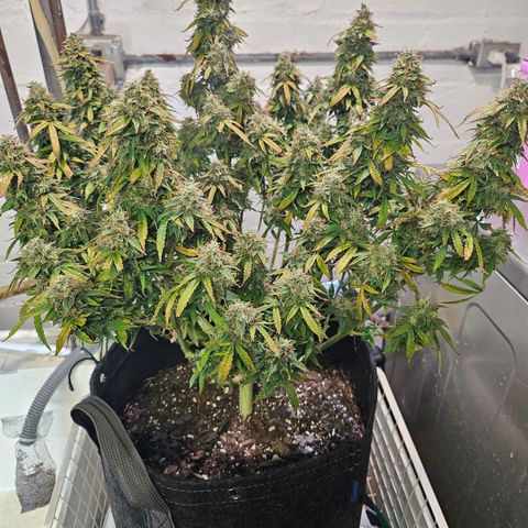 Super Silver Haze pot #1 growlog timeline photo