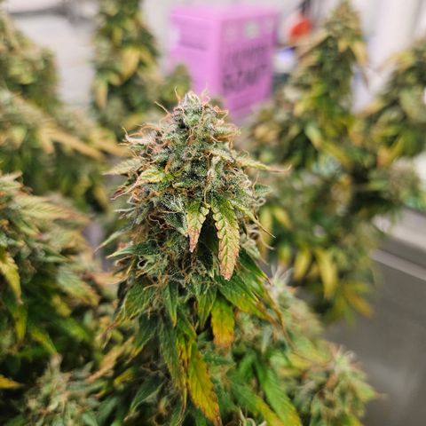 Super Silver Haze pot #1 growlog timeline photo
