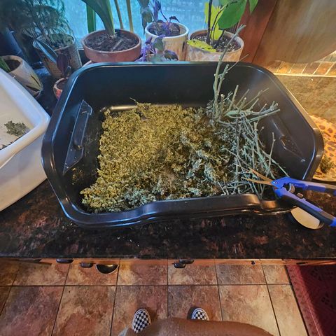 Super Silver Haze pot #2 growlog timeline photo