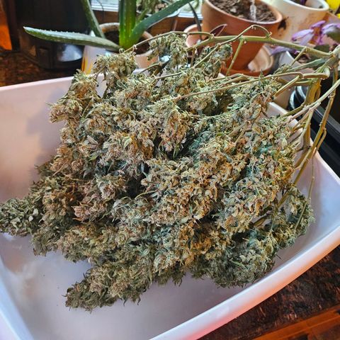 Super Silver Haze pot #2 growlog timeline photo