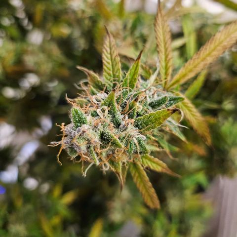 Super Silver Haze pot #1 growlog timeline photo