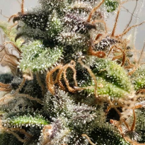 Super Silver Haze pot #1 growlog timeline photo