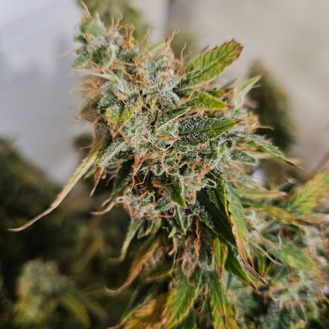 Super Silver Haze pot #1 growlog timeline photo