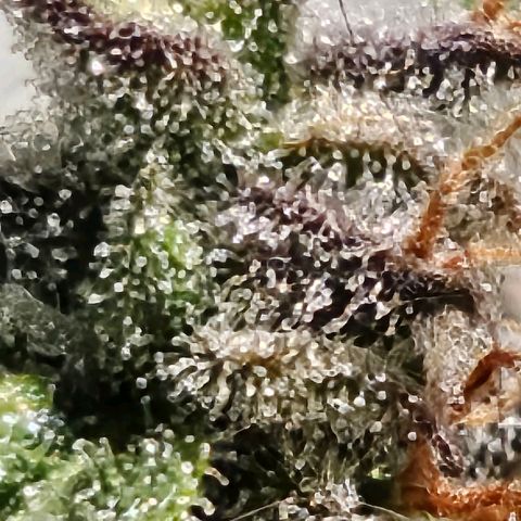 Super Silver Haze pot #1 growlog timeline photo