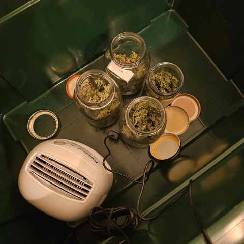 Super Silver Haze pot #2 growlog timeline photo