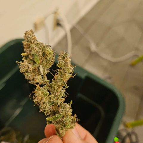 Super Silver Haze pot #2 growlog timeline photo