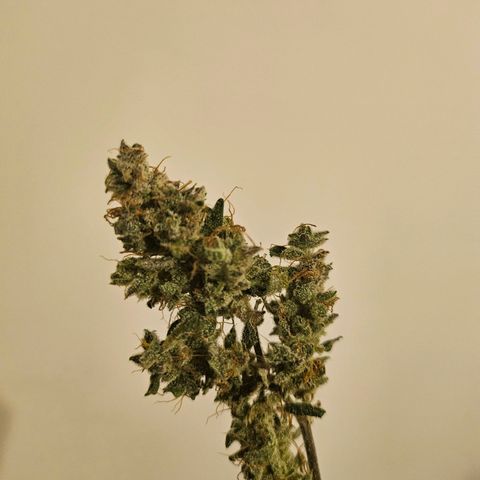 Super Silver Haze pot #2 growlog timeline photo