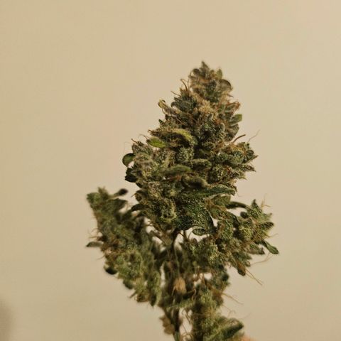 Super Silver Haze pot #2 growlog timeline photo