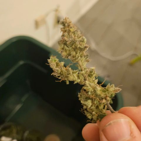 Super Silver Haze pot #2 growlog timeline photo
