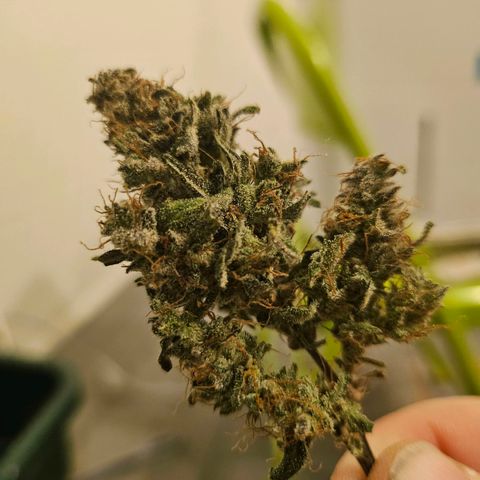 Super Silver Haze pot #2 growlog timeline photo