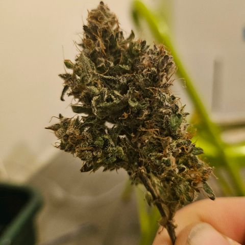 Super Silver Haze pot #2 growlog timeline photo