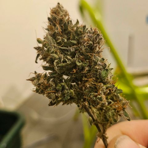 Super Silver Haze pot #2 growlog timeline photo