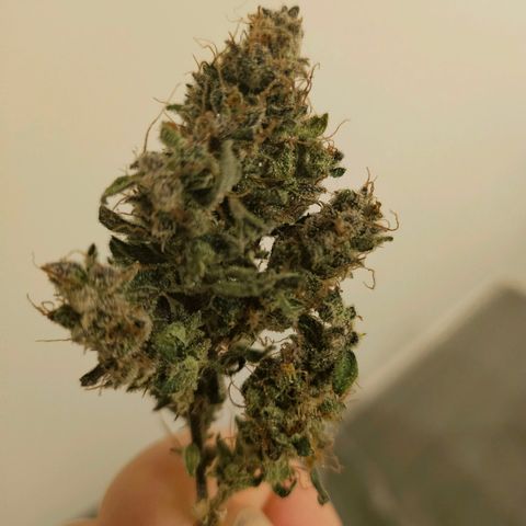 Super Silver Haze pot #2 growlog timeline photo