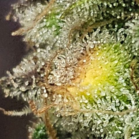 Super Silver Haze pot #1 growlog timeline photo