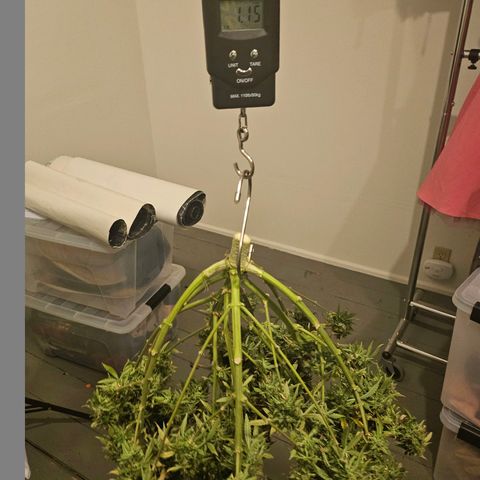 Super Silver Haze pot #1 growlog timeline photo