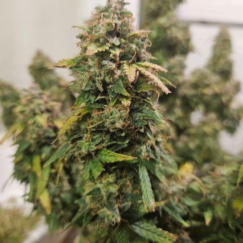Super Silver Haze pot #1 growlog timeline photo
