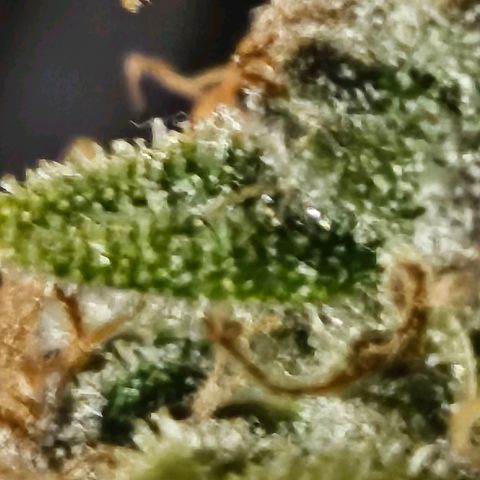 Super Silver Haze pot #1 growlog timeline photo