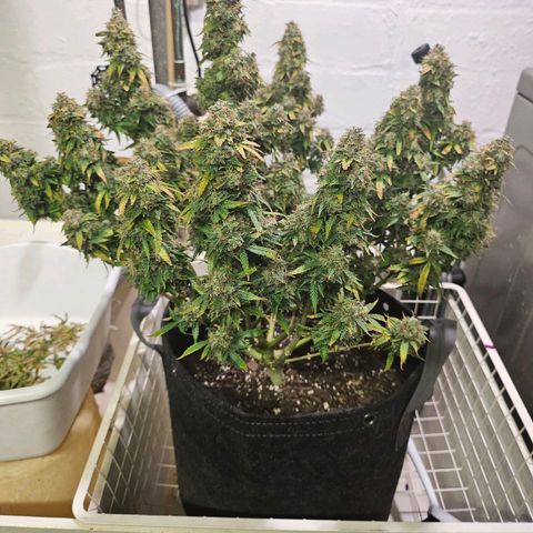 Super Silver Haze pot #1 growlog timeline photo