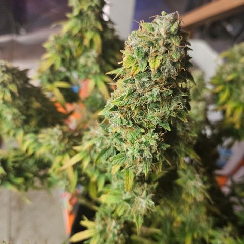 Super Silver Haze pot #1 growlog timeline photo