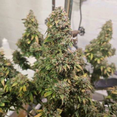 Super Silver Haze pot #1 growlog timeline photo