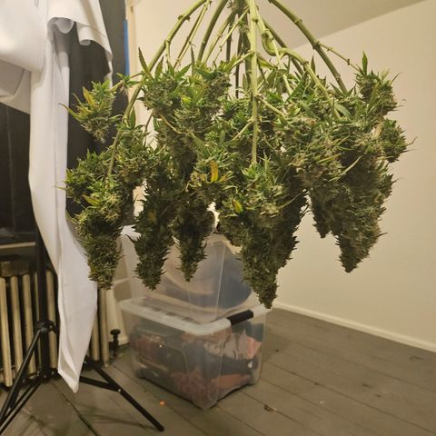 Super Silver Haze pot #1 growlog timeline photo