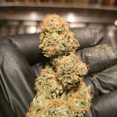 Super Silver Haze pot #1 growlog timeline photo