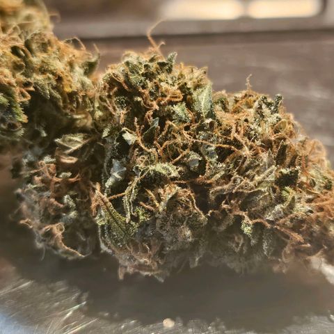Super Silver Haze pot #1 growlog timeline photo