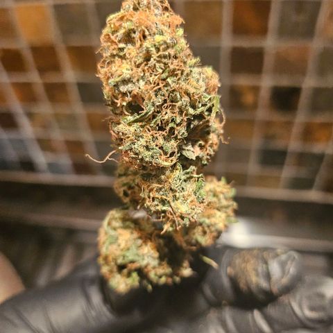 Super Silver Haze pot #1 growlog timeline photo