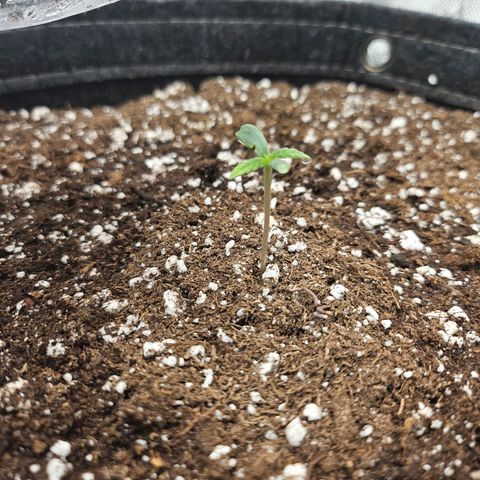 Original Auto BubbleGum growlog timeline photo