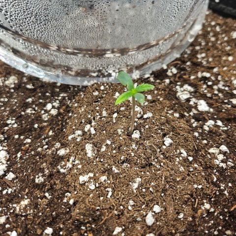 Original Auto BubbleGum growlog timeline photo