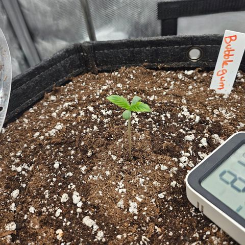 Original Auto Northern Lights growlog timeline photo