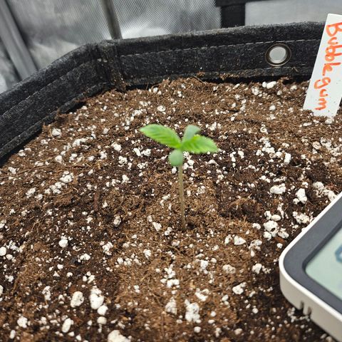 Original Auto Northern Lights growlog timeline photo