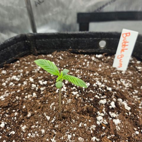 Original Auto BubbleGum growlog timeline photo