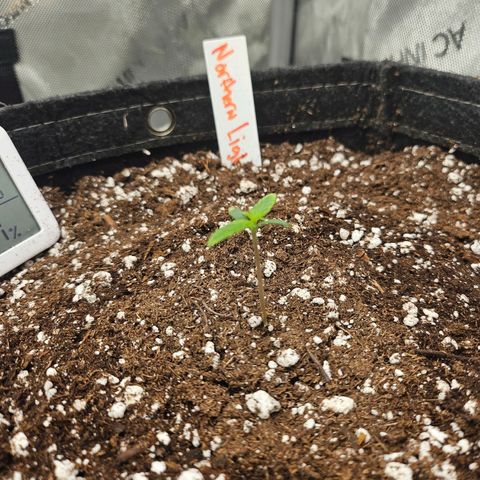 Original Auto Northern Lights growlog timeline photo
