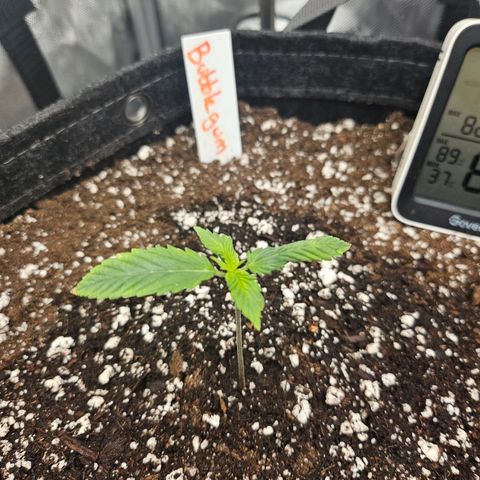 Original Auto BubbleGum growlog timeline photo
