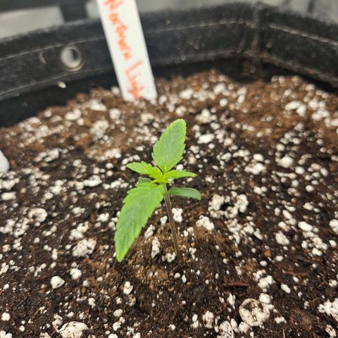 Original Auto Northern Lights growlog timeline photo