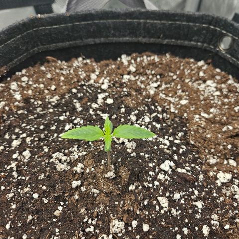 Original Auto Northern Lights growlog timeline photo