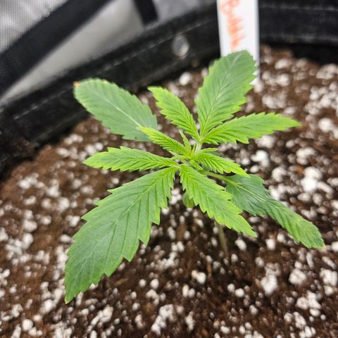 Original Auto BubbleGum growlog timeline photo