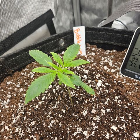 Original Auto BubbleGum growlog timeline photo