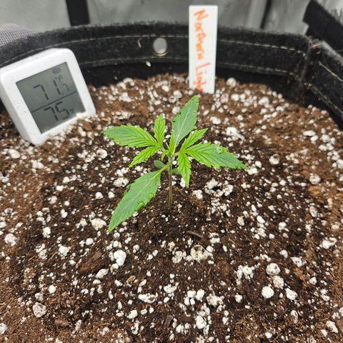 Original Auto Northern Lights growlog timeline photo