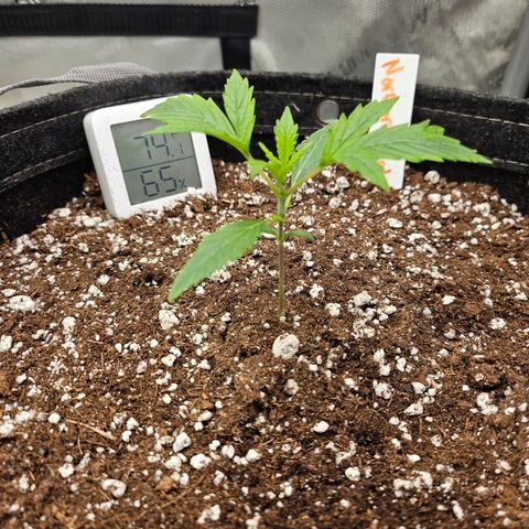 Original Auto Northern Lights growlog timeline photo