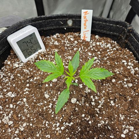 Original Auto Northern Lights growlog timeline photo